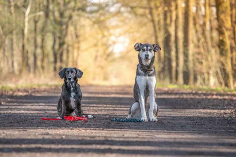 hundewanderung